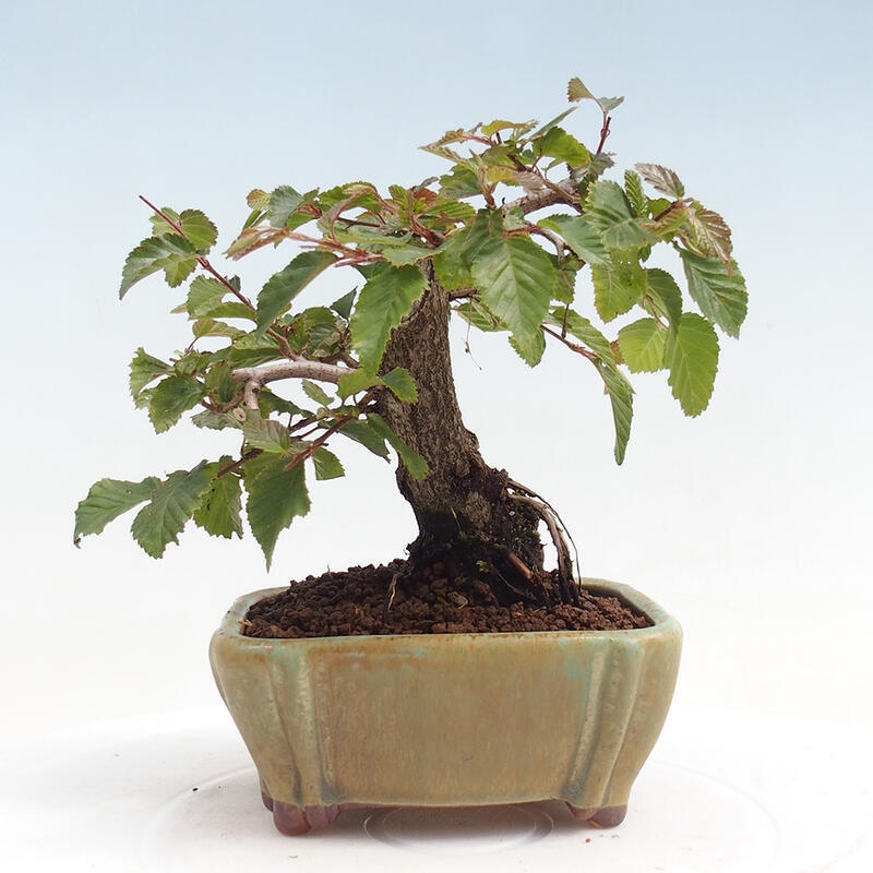 Bonsai für draußen -Carpinus CARPINOIDES - Koreanische Hainbuche