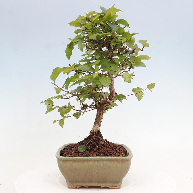 Bonsai für draußen -Carpinus CARPINOIDES - Koreanische Hainbuche