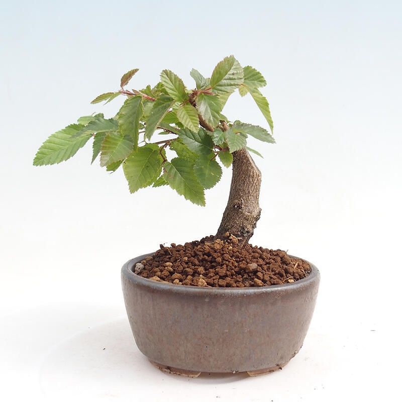 Bonsai für draußen -Carpinus CARPINOIDES - Koreanische Hainbuche
