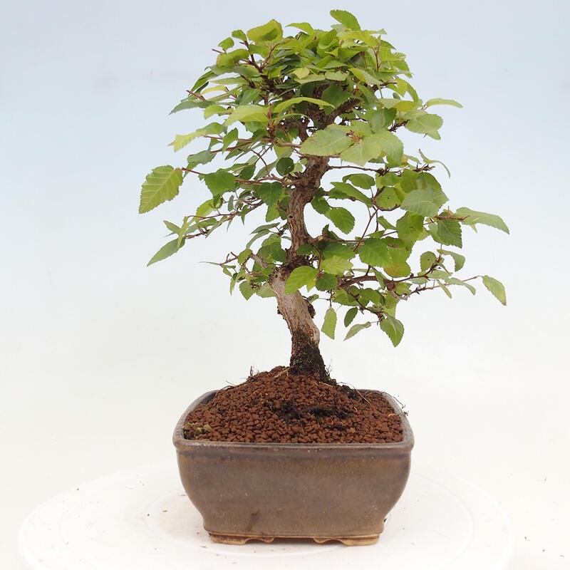 Bonsai für draußen -Carpinus CARPINOIDES - Koreanische Hainbuche