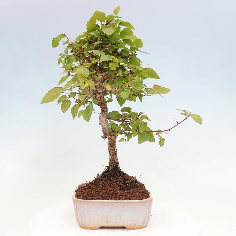 Bonsai für draußen -Carpinus CARPINOIDES - Koreanische Hainbuche