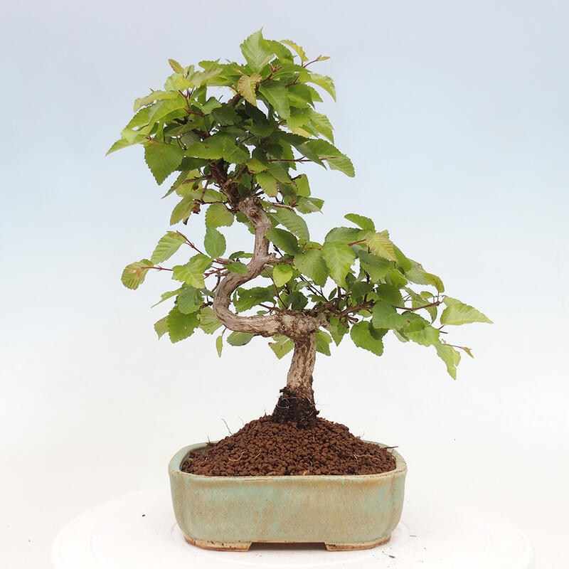 Bonsai für draußen -Carpinus CARPINOIDES - Koreanische Hainbuche