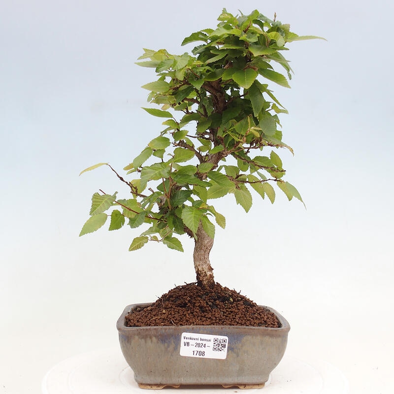 Bonsai für draußen -Carpinus CARPINOIDES - Koreanische Hainbuche