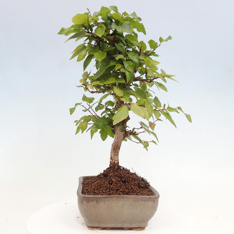 Bonsai für draußen -Carpinus CARPINOIDES - Koreanische Hainbuche