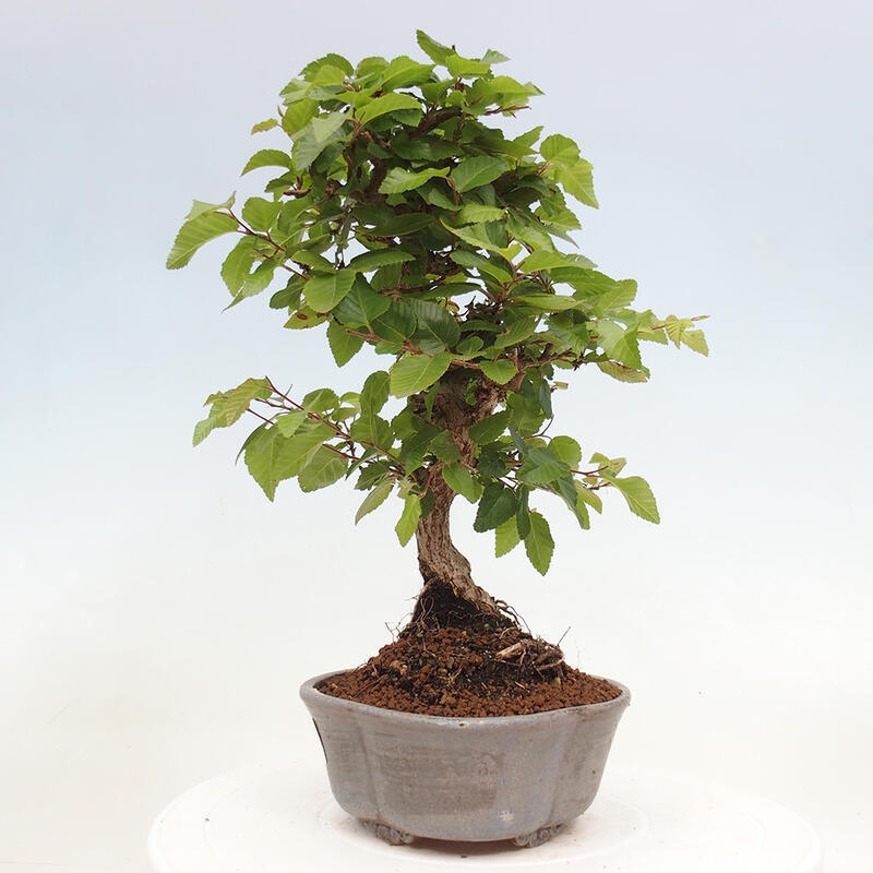 Bonsai für draußen -Carpinus CARPINOIDES - Koreanische Hainbuche