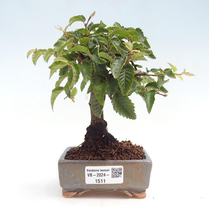Bonsai für draußen -Carpinus CARPINOIDES - Koreanische Hainbuche