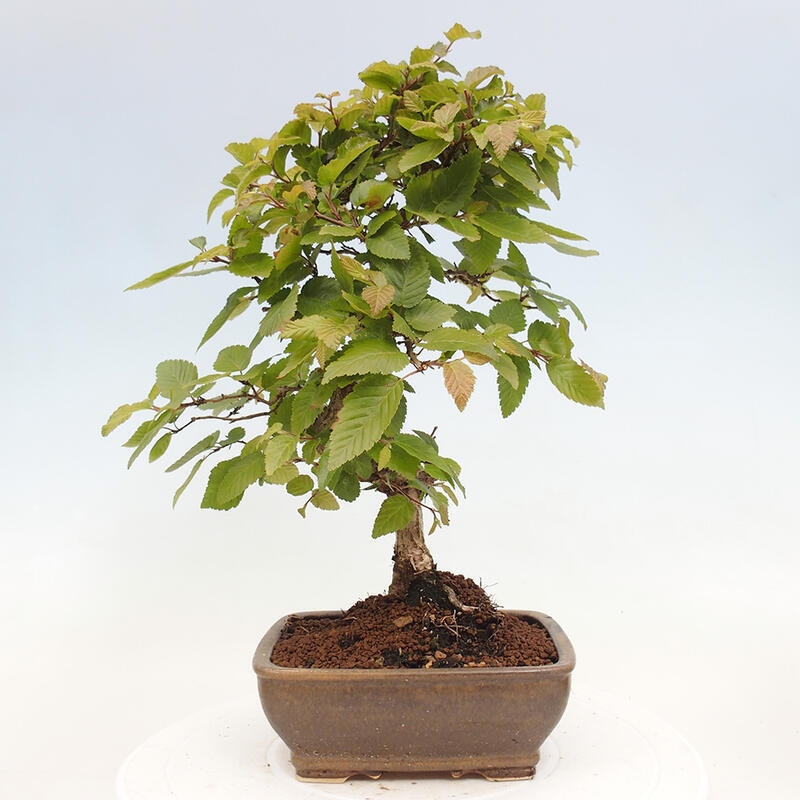 Bonsai für draußen -Carpinus CARPINOIDES - Koreanische Hainbuche