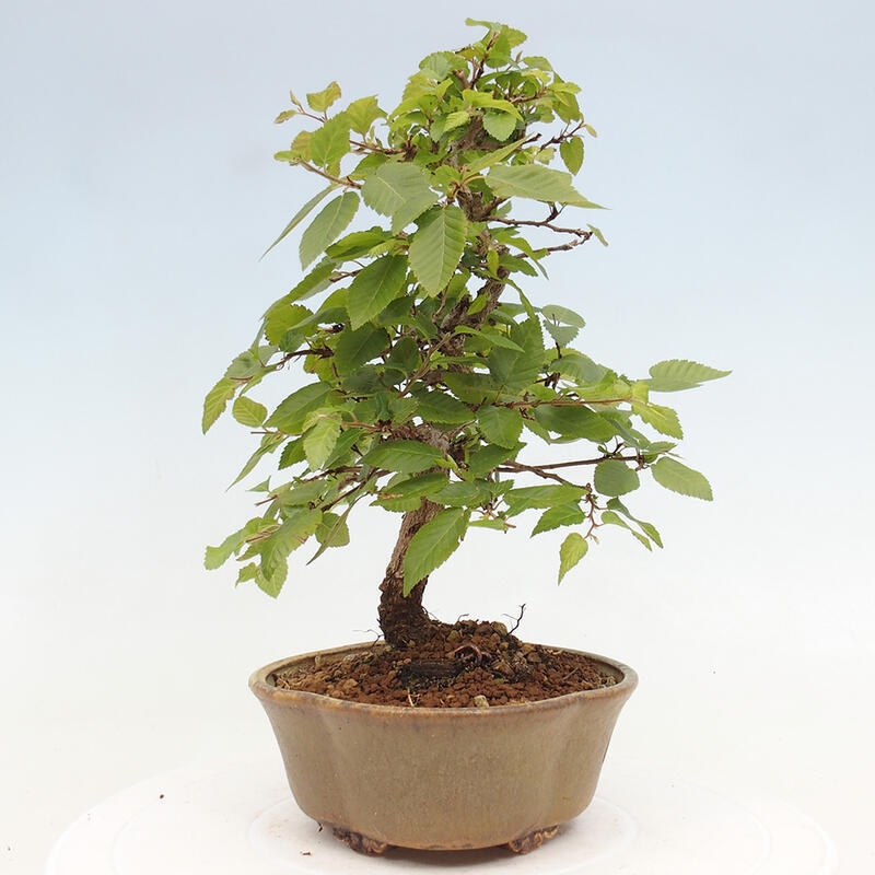 Bonsai für draußen -Carpinus CARPINOIDES - Koreanische Hainbuche