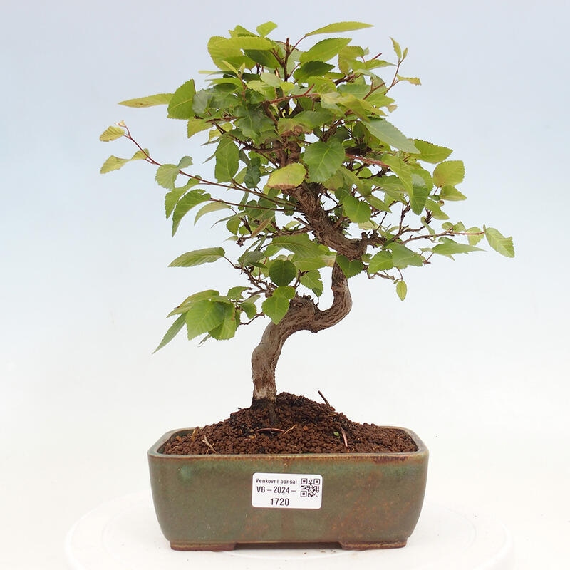 Bonsai für draußen -Carpinus CARPINOIDES - Koreanische Hainbuche