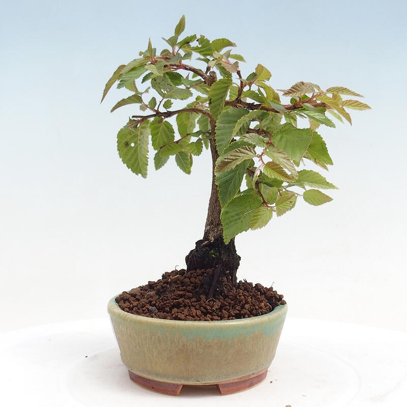 Bonsai für draußen -Carpinus CARPINOIDES - Koreanische Hainbuche