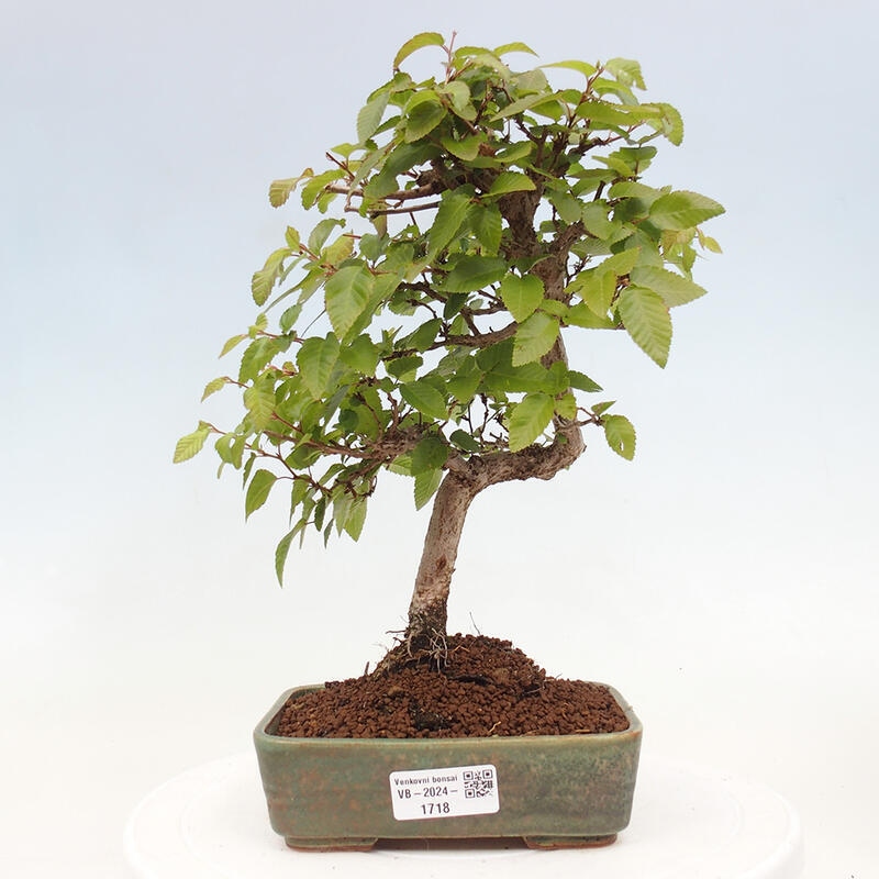 Bonsai für draußen -Carpinus CARPINOIDES - Koreanische Hainbuche