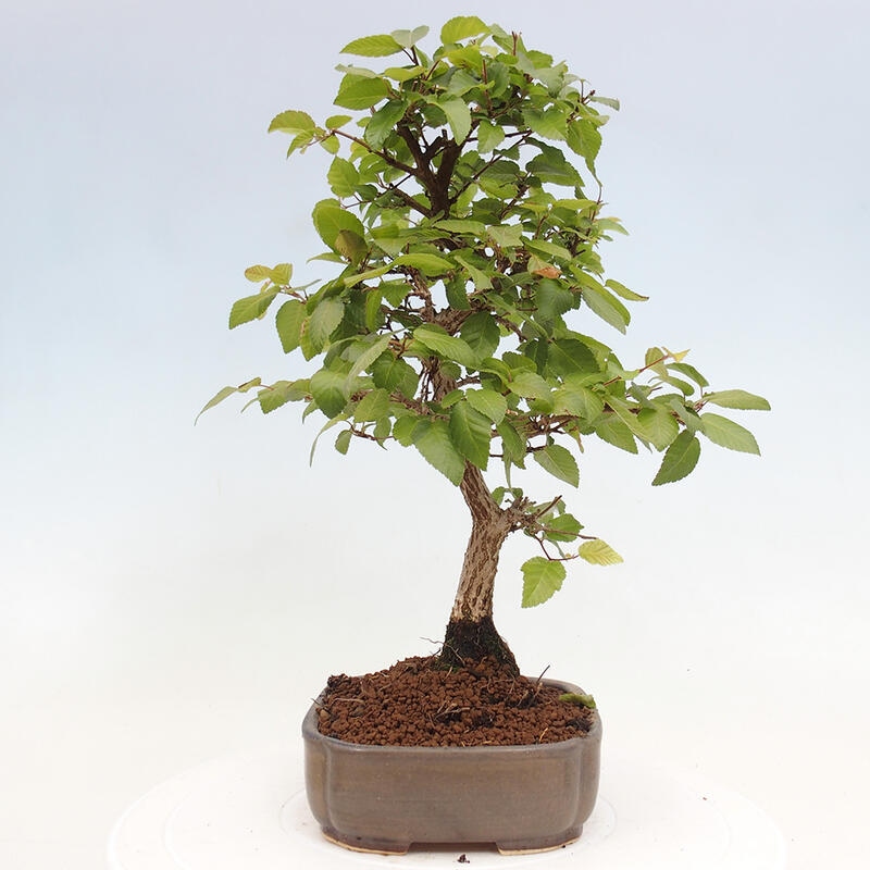 Bonsai für draußen -Carpinus CARPINOIDES - Koreanische Hainbuche