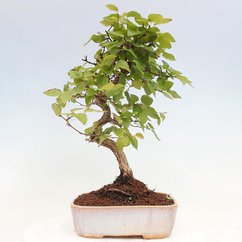 Bonsai für draußen -Carpinus CARPINOIDES - Koreanische Hainbuche