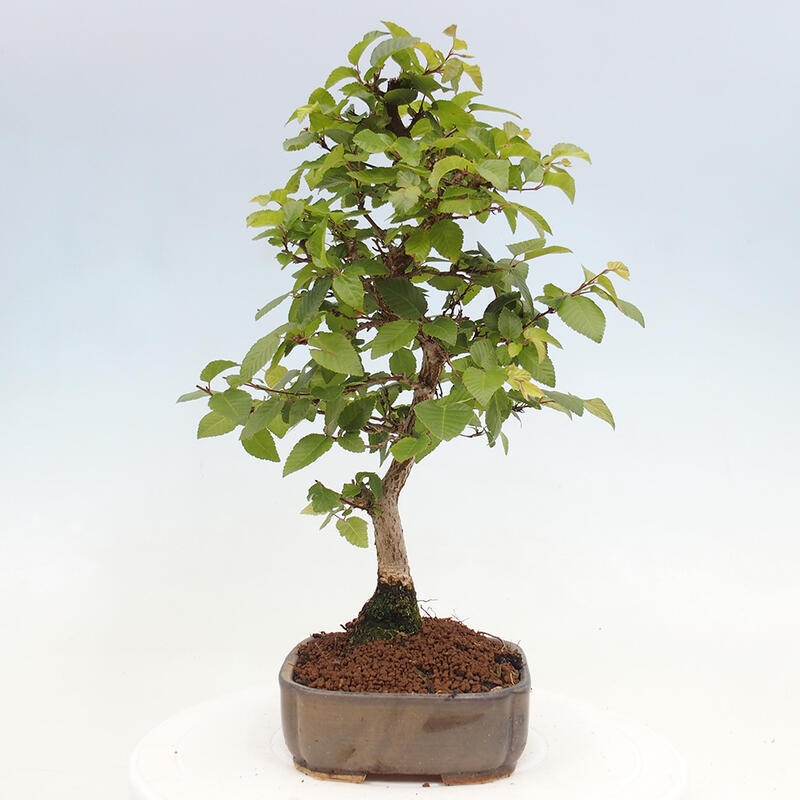 Bonsai für draußen -Carpinus CARPINOIDES - Koreanische Hainbuche