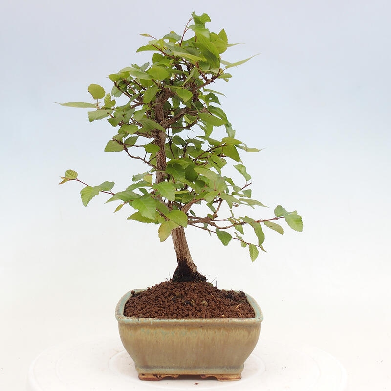 Bonsai für draußen -Carpinus CARPINOIDES - Koreanische Hainbuche