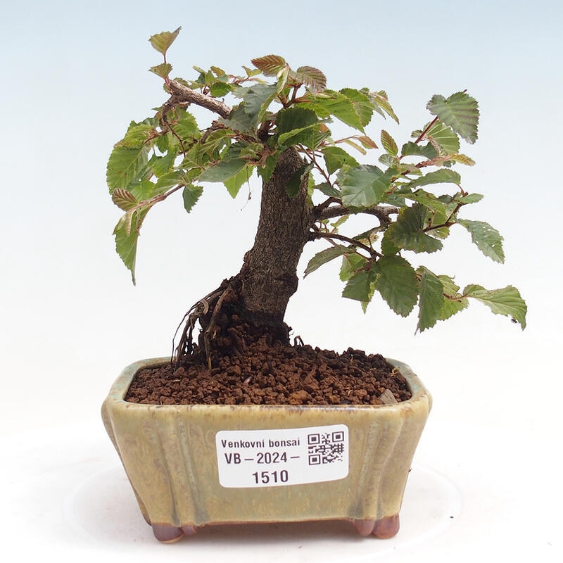 Bonsai für draußen -Carpinus CARPINOIDES - Koreanische Hainbuche