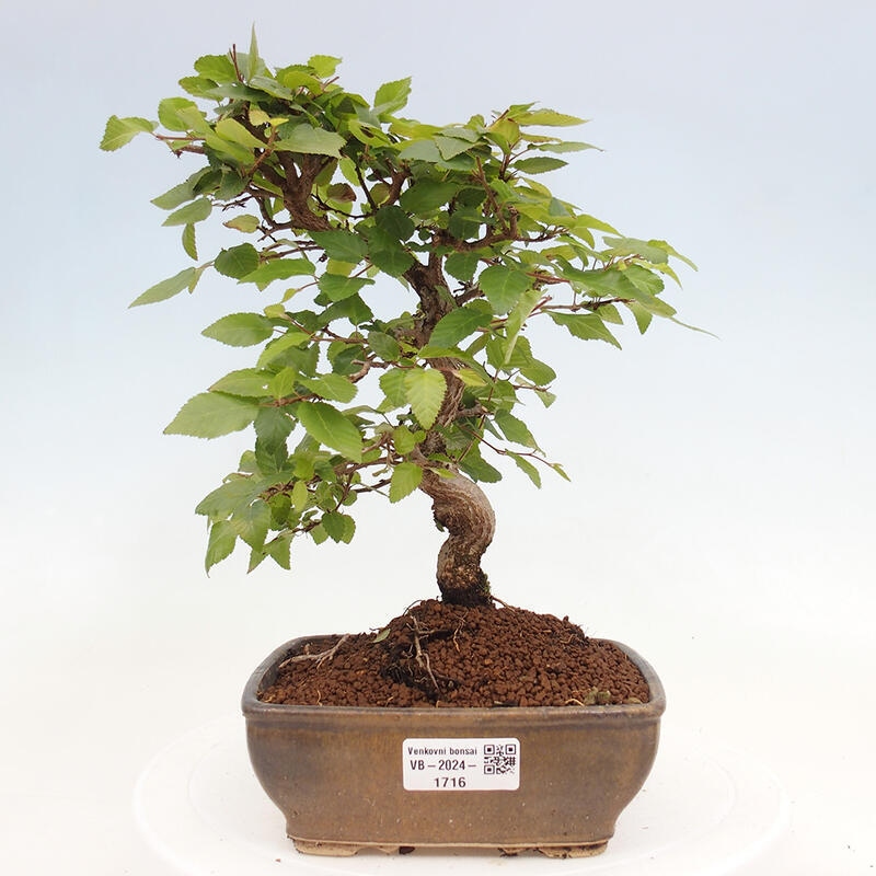 Bonsai für draußen -Carpinus CARPINOIDES - Koreanische Hainbuche