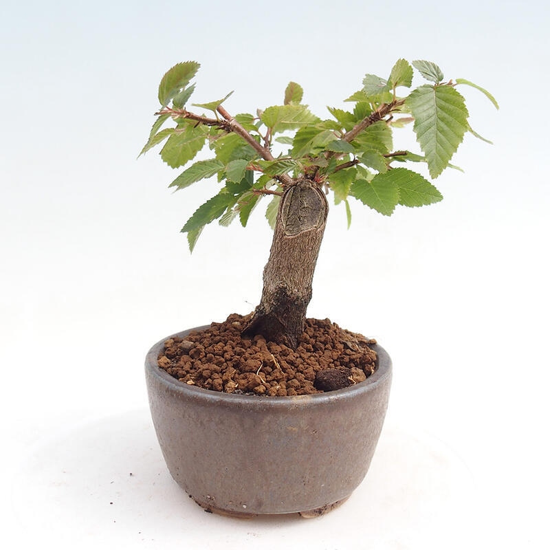 Bonsai für draußen -Carpinus CARPINOIDES - Koreanische Hainbuche