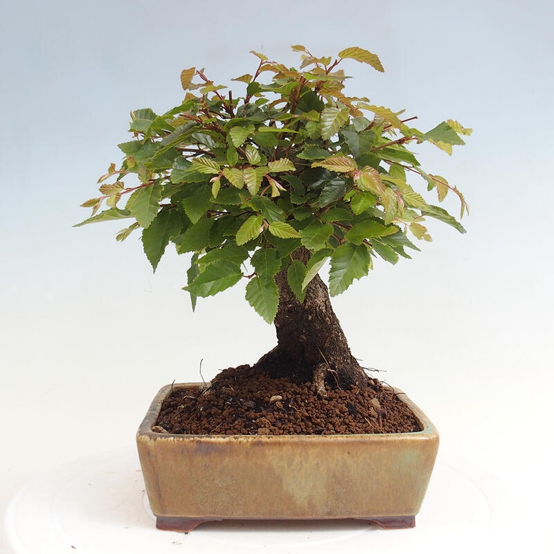 Bonsai für draußen -Carpinus CARPINOIDES - Koreanische Hainbuche