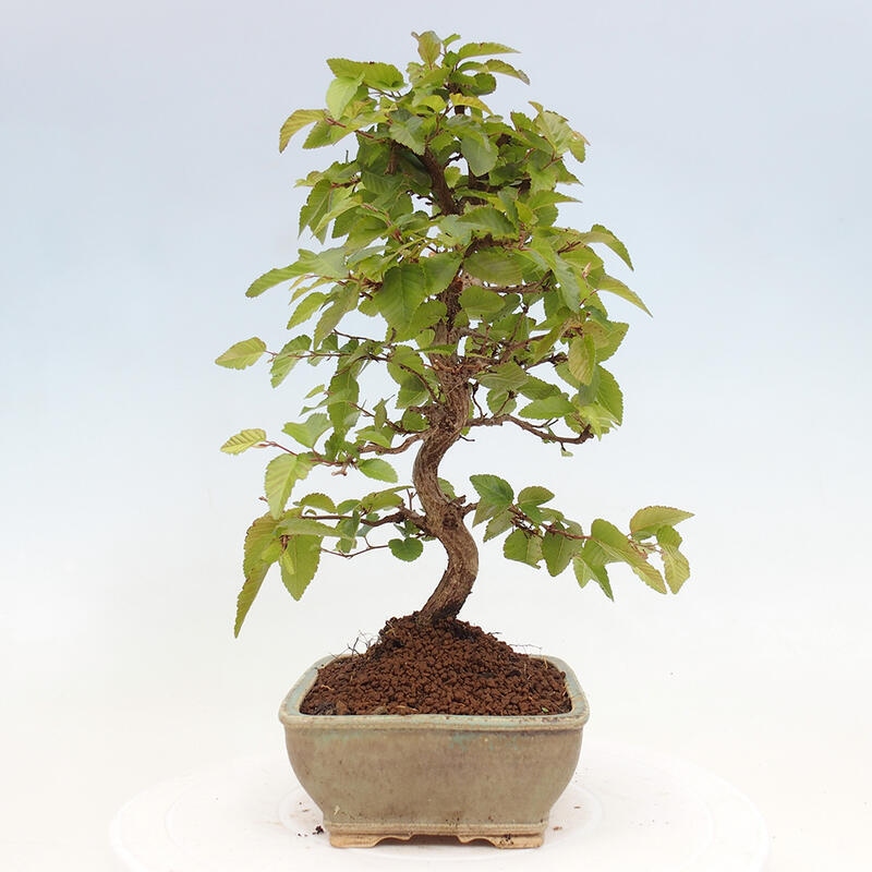 Bonsai für draußen -Carpinus CARPINOIDES - Koreanische Hainbuche