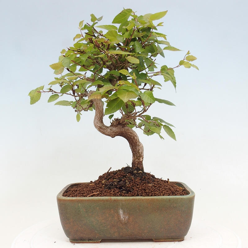 Bonsai für draußen -Carpinus CARPINOIDES - Koreanische Hainbuche