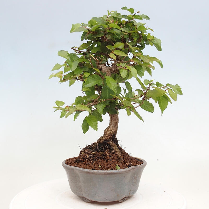 Bonsai für draußen -Carpinus CARPINOIDES - Koreanische Hainbuche