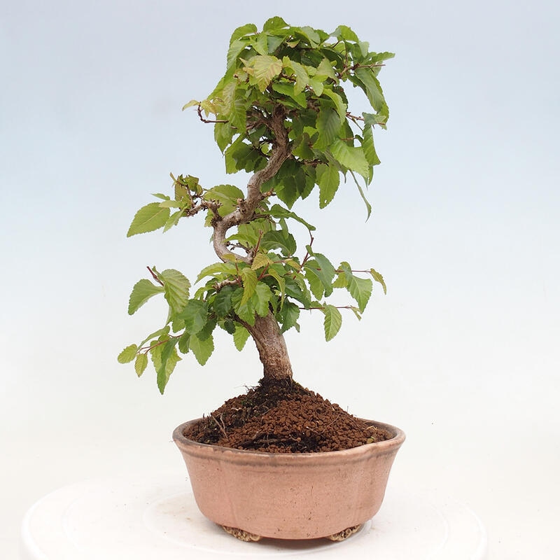 Bonsai für draußen -Carpinus CARPINOIDES - Koreanische Hainbuche