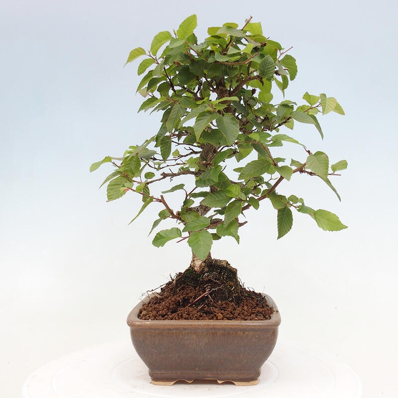 Bonsai für draußen -Carpinus CARPINOIDES - Koreanische Hainbuche