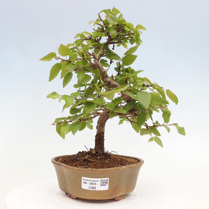 Bonsai für draußen -Carpinus CARPINOIDES - Koreanische Hainbuche