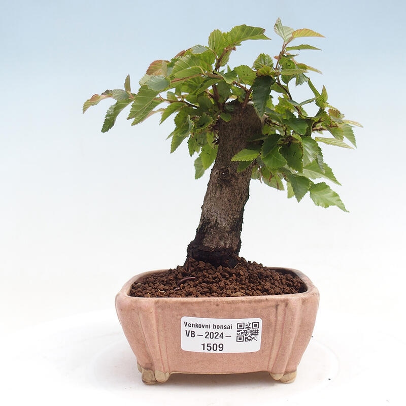 Bonsai für draußen -Carpinus CARPINOIDES - Koreanische Hainbuche