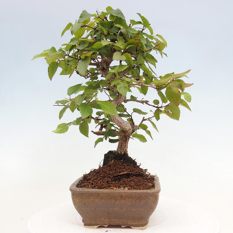 Bonsai für draußen -Carpinus CARPINOIDES - Koreanische Hainbuche