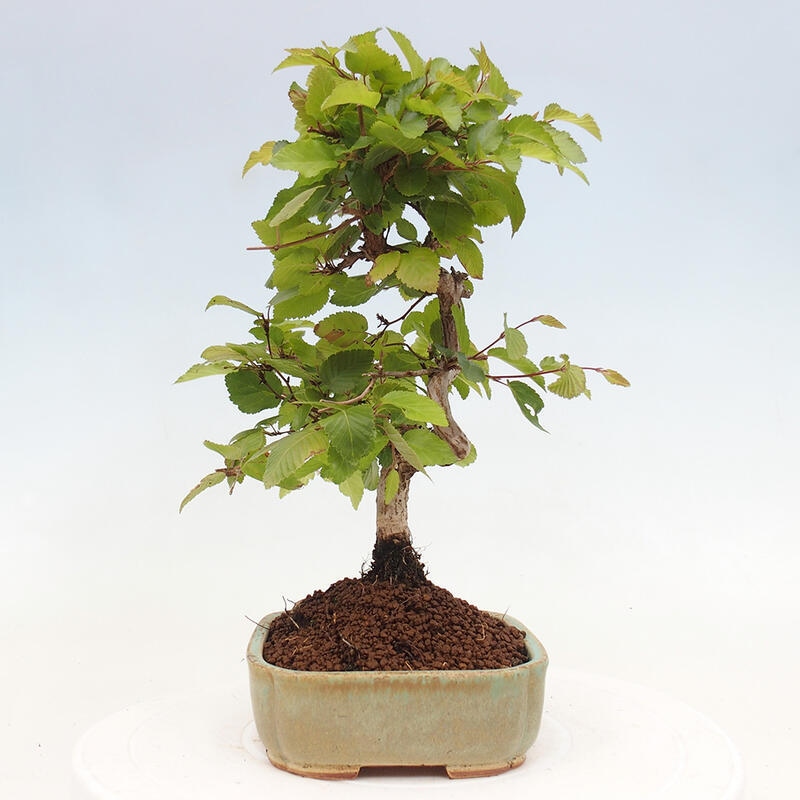 Bonsai für draußen -Carpinus CARPINOIDES - Koreanische Hainbuche