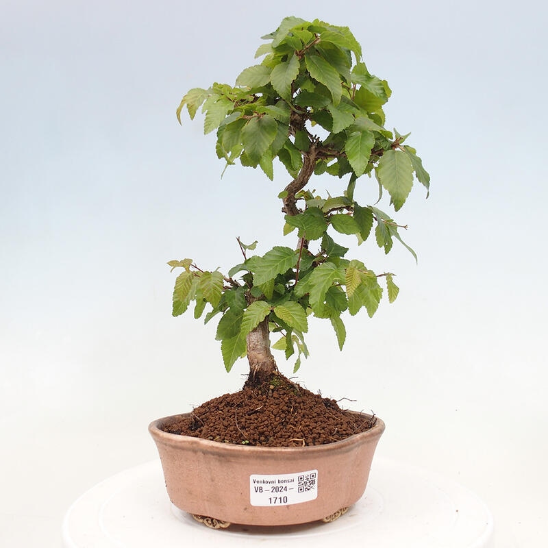 Bonsai für draußen -Carpinus CARPINOIDES - Koreanische Hainbuche