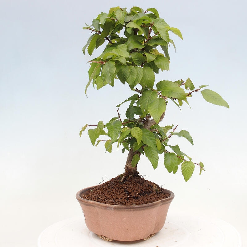 Bonsai für draußen -Carpinus CARPINOIDES - Koreanische Hainbuche