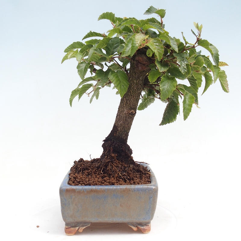 Bonsai für draußen -Carpinus CARPINOIDES - Koreanische Hainbuche