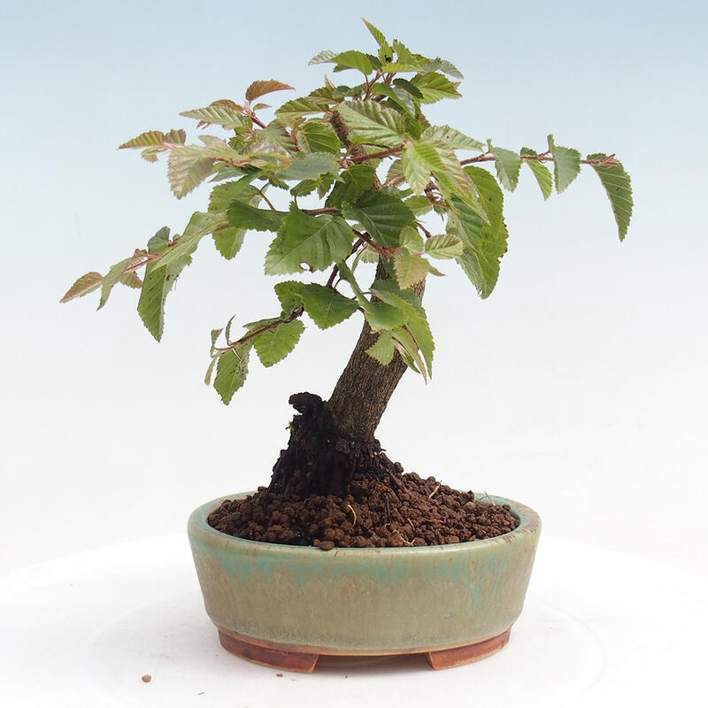 Bonsai für draußen -Carpinus CARPINOIDES - Koreanische Hainbuche