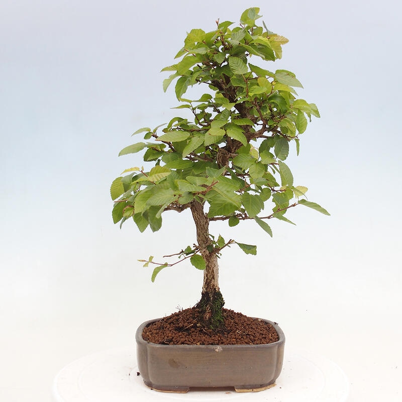 Bonsai für draußen -Carpinus CARPINOIDES - Koreanische Hainbuche