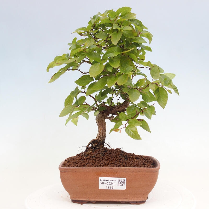 Bonsai für draußen -Carpinus CARPINOIDES - Koreanische Hainbuche