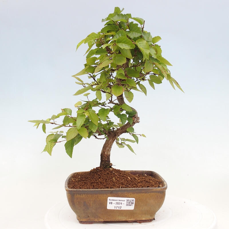 Bonsai für draußen -Carpinus CARPINOIDES - Koreanische Hainbuche