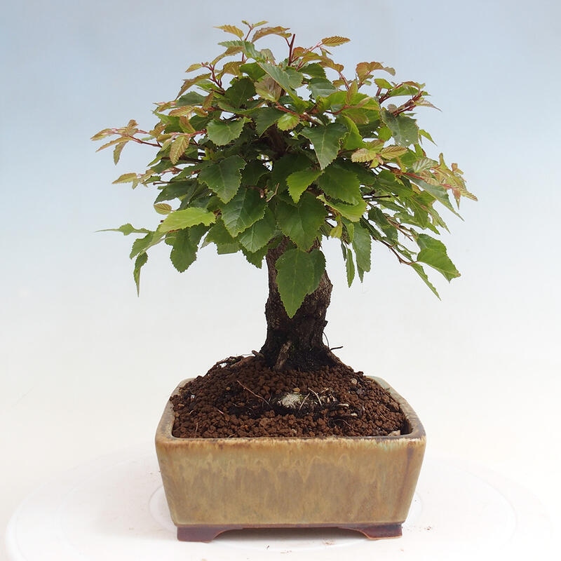 Bonsai für draußen -Carpinus CARPINOIDES - Koreanische Hainbuche
