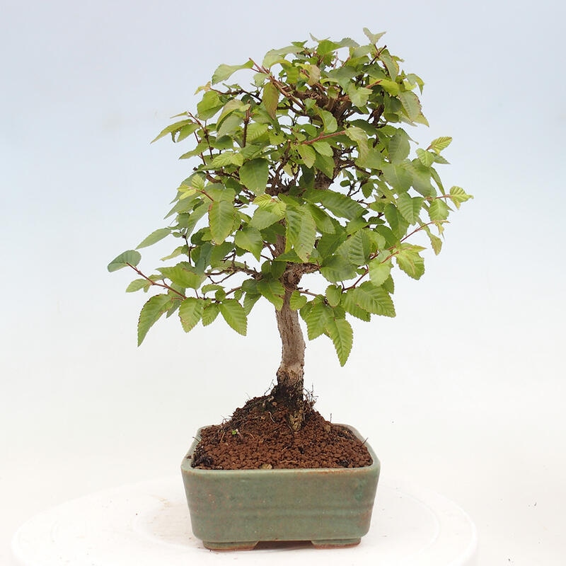 Bonsai für draußen -Carpinus CARPINOIDES - Koreanische Hainbuche