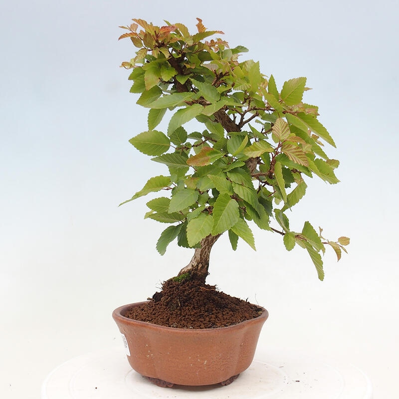 Bonsai für draußen -Carpinus CARPINOIDES - Koreanische Hainbuche