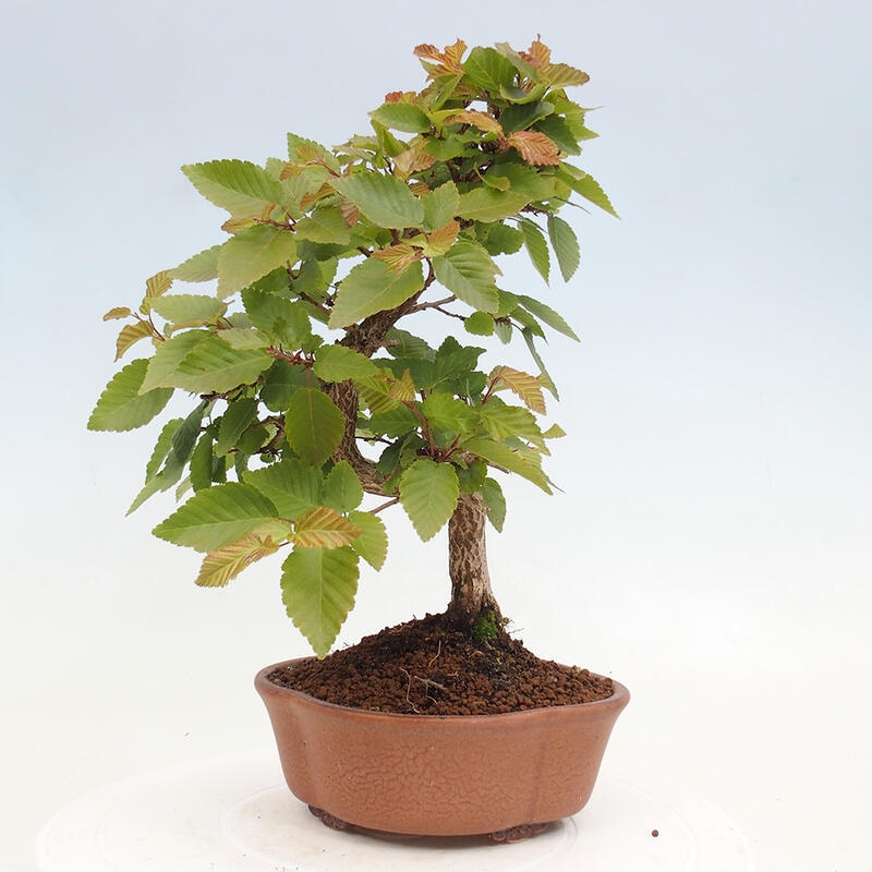 Bonsai für draußen -Carpinus CARPINOIDES - Koreanische Hainbuche