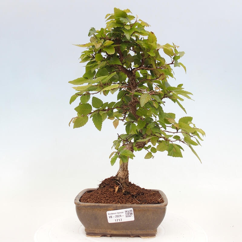Bonsai für draußen -Carpinus CARPINOIDES - Koreanische Hainbuche