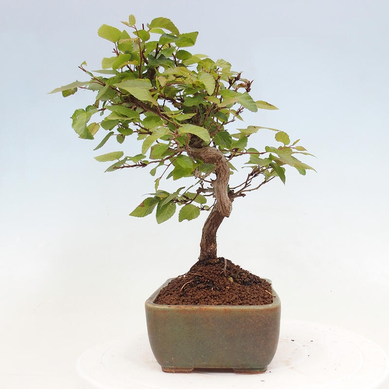 Bonsai für draußen -Carpinus CARPINOIDES - Koreanische Hainbuche