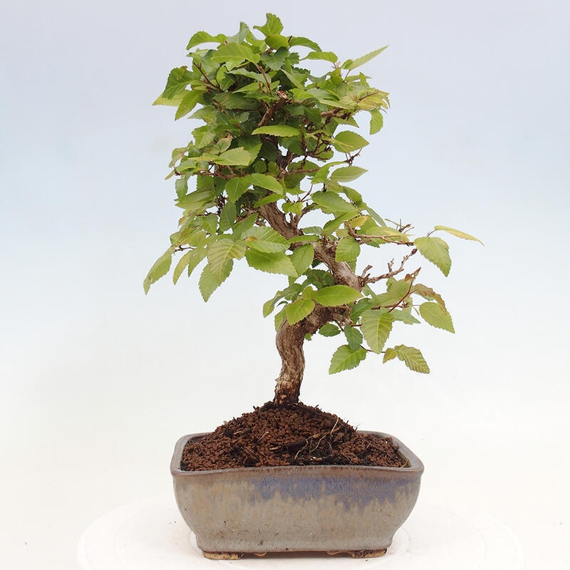 Bonsai für draußen -Carpinus CARPINOIDES - Koreanische Hainbuche
