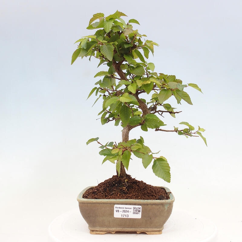 Bonsai für draußen -Carpinus CARPINOIDES - Koreanische Hainbuche