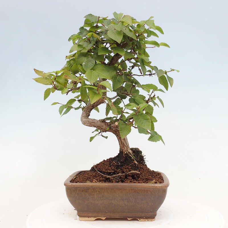Bonsai für draußen -Carpinus CARPINOIDES - Koreanische Hainbuche