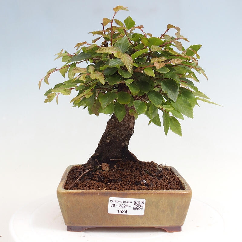 Bonsai für draußen -Carpinus CARPINOIDES - Koreanische Hainbuche