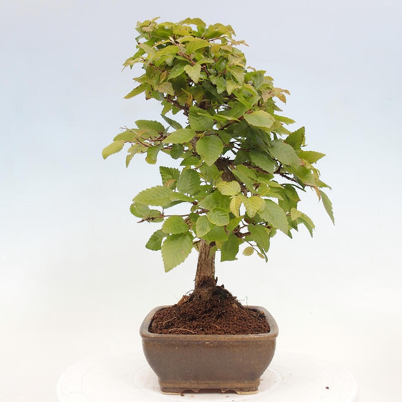 Bonsai für draußen -Carpinus CARPINOIDES - Koreanische Hainbuche
